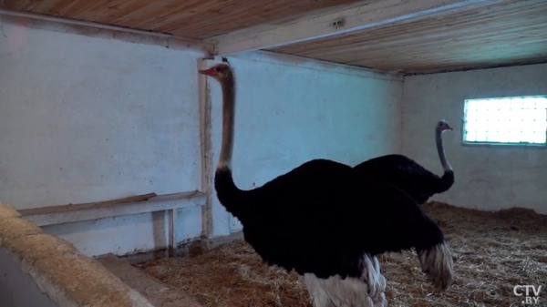 Африканские страусы нашли райское место на Брестчине. Как разводят экзотических птиц Африканские страусы нашли райское место на Брестчине. Как разводят экзотических птиц