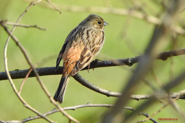 Юла и овсянка — смотрите, какие красивые птицы обитают в лесах Кобринского района Юла и овсянка — смотрите, какие красивые птицы обитают в лесах Кобринского района