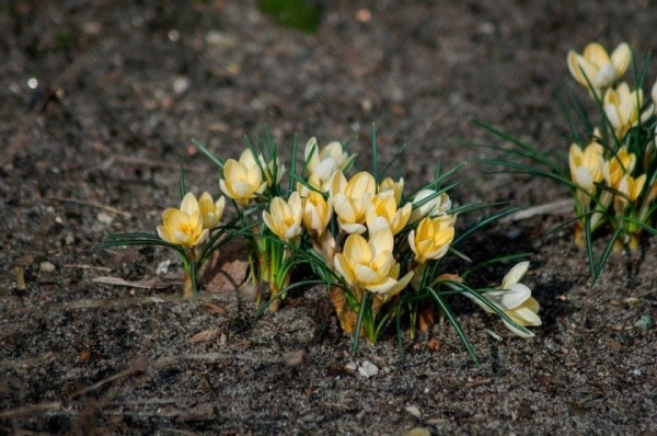 За срыв каких весенних цветов накажут белорусов, рассказали в Минприроды За срыв каких весенних цветов накажут белорусов, рассказали в Минприроды