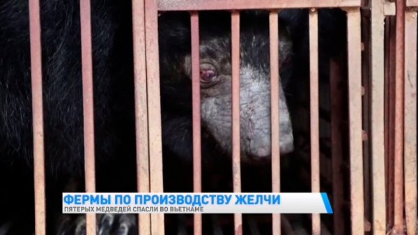 Над пятью медведями издевались 20 лет, чтобы добывать целебную желчь Над пятью медведями издевались 20 лет, чтобы добывать целебную желчь