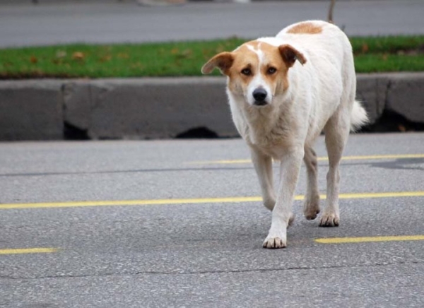 Кто ответит, если собаку сбила машина? Кто ответит, если собаку сбила машина?