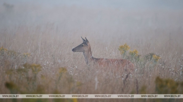Осеннее утро в Беловежской пуще Осеннее утро в Беловежской пуще