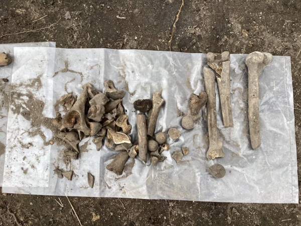 Найдены останки нескольких человек, патроны и монеты - раскопки на валу Брестской крепости Найдены останки нескольких человек, патроны и монеты - раскопки на валу Брестской крепости