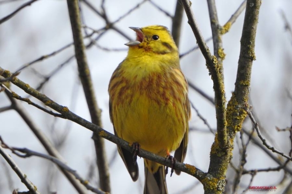 Юла и овсянка — смотрите, какие красивые птицы обитают в лесах Кобринского района Юла и овсянка — смотрите, какие красивые птицы обитают в лесах Кобринского района