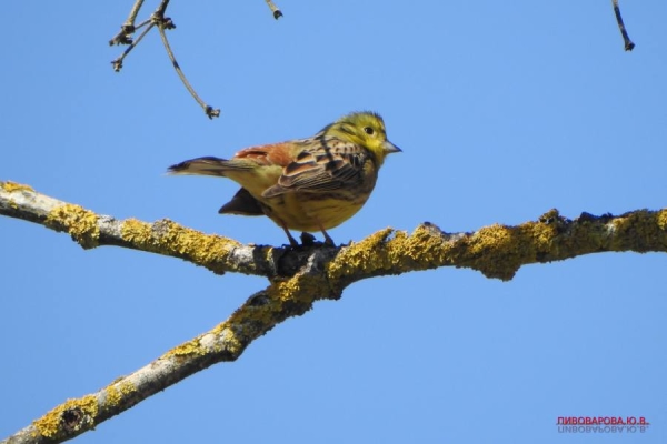 Юла и овсянка — смотрите, какие красивые птицы обитают в лесах Кобринского района Юла и овсянка — смотрите, какие красивые птицы обитают в лесах Кобринского района