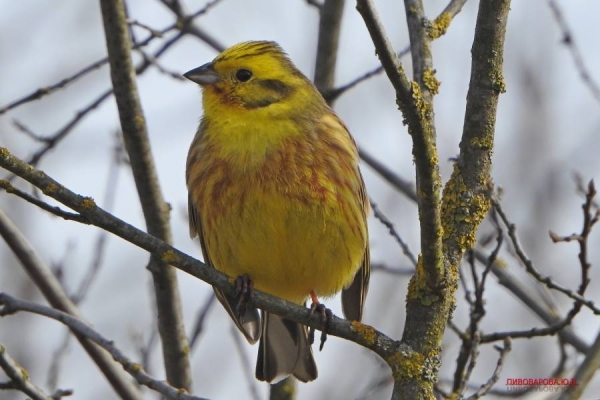 Юла и овсянка — смотрите, какие красивые птицы обитают в лесах Кобринского района Юла и овсянка — смотрите, какие красивые птицы обитают в лесах Кобринского района