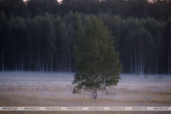 Осеннее утро в Беловежской пуще Осеннее утро в Беловежской пуще
