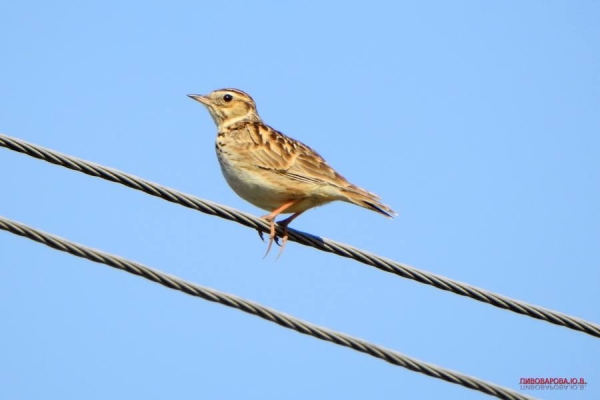 Юла и овсянка — смотрите, какие красивые птицы обитают в лесах Кобринского района Юла и овсянка — смотрите, какие красивые птицы обитают в лесах Кобринского района