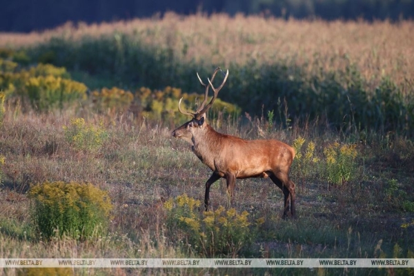 Осеннее утро в Беловежской пуще Осеннее утро в Беловежской пуще
