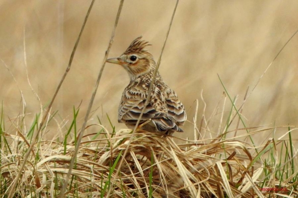 Юла и овсянка — смотрите, какие красивые птицы обитают в лесах Кобринского района Юла и овсянка — смотрите, какие красивые птицы обитают в лесах Кобринского района