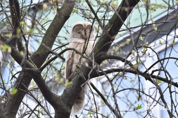 Почти сенсация. В Гомеле замечена сова из Красной книги Почти сенсация. В Гомеле замечена сова из Красной книги