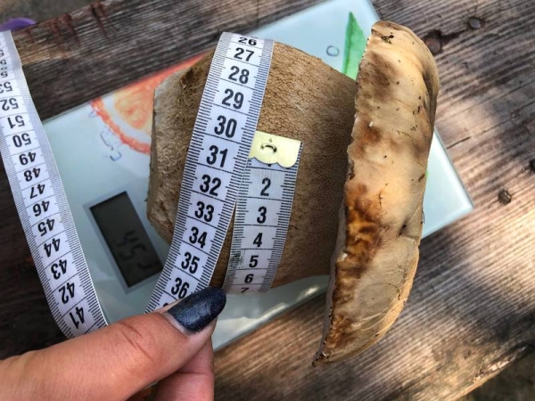 Помидор весом в килограмм! И это не предел − белорусы хвастаются гигантскими дарами лета Помидор весом в килограмм! И это не предел − белорусы хвастаются гигантскими дарами лета