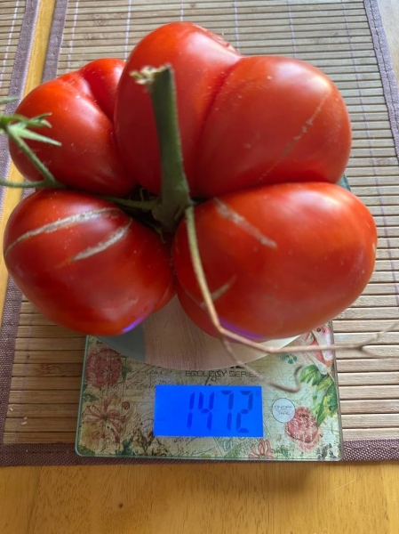 Помидор весом в килограмм! И это не предел − белорусы хвастаются гигантскими дарами лета Помидор весом в килограмм! И это не предел − белорусы хвастаются гигантскими дарами лета