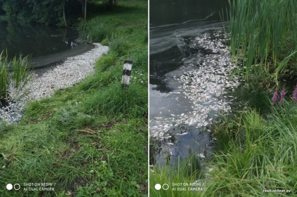 В белорусской деревне из озера достали 3 тонны мертвой рыбы. Что случилось? В белорусской деревне из озера достали 3 тонны мертвой рыбы. Что случилось?