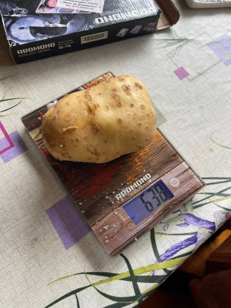 Помидор весом в килограмм! И это не предел − белорусы хвастаются гигантскими дарами лета Помидор весом в килограмм! И это не предел − белорусы хвастаются гигантскими дарами лета