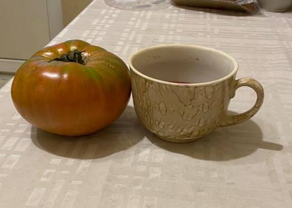 Помидор весом в килограмм! И это не предел − белорусы хвастаются гигантскими дарами лета Помидор весом в килограмм! И это не предел − белорусы хвастаются гигантскими дарами лета