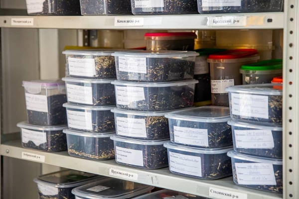 От семян до бутылки. Посмотрели, как на Брестчине делают масло из рапса От семян до бутылки. Посмотрели, как на Брестчине делают масло из рапса