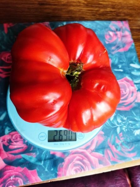 Помидор весом в килограмм! И это не предел − белорусы хвастаются гигантскими дарами лета Помидор весом в килограмм! И это не предел − белорусы хвастаются гигантскими дарами лета