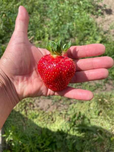 Помидор весом в килограмм! И это не предел − белорусы хвастаются гигантскими дарами лета Помидор весом в килограмм! И это не предел − белорусы хвастаются гигантскими дарами лета