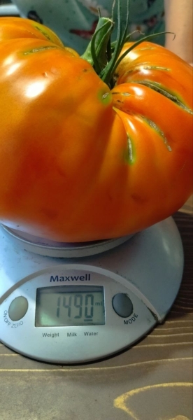 Помидор весом в килограмм! И это не предел − белорусы хвастаются гигантскими дарами лета Помидор весом в килограмм! И это не предел − белорусы хвастаются гигантскими дарами лета