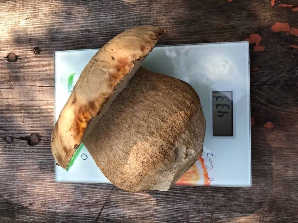 Помидор весом в килограмм! И это не предел − белорусы хвастаются гигантскими дарами лета Помидор весом в килограмм! И это не предел − белорусы хвастаются гигантскими дарами лета