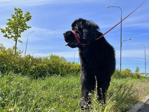 Кого собаки слушают больше — мужчин или женщин? Есть ответ Кого собаки слушают больше — мужчин или женщин? Есть ответ
