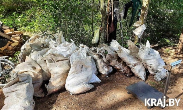 В белорусской деревне из озера достали 3 тонны мертвой рыбы. Что случилось? В белорусской деревне из озера достали 3 тонны мертвой рыбы. Что случилось?