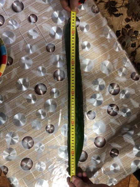 Помидор весом в килограмм! И это не предел − белорусы хвастаются гигантскими дарами лета Помидор весом в килограмм! И это не предел − белорусы хвастаются гигантскими дарами лета