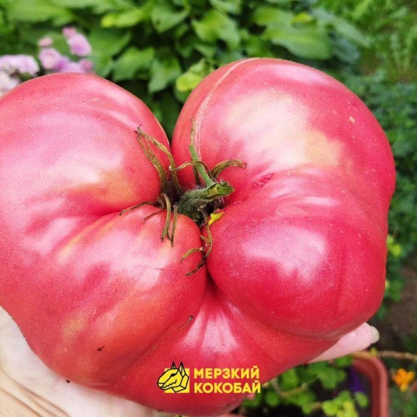 Помидор весом в килограмм! И это не предел − белорусы хвастаются гигантскими дарами лета Помидор весом в килограмм! И это не предел − белорусы хвастаются гигантскими дарами лета