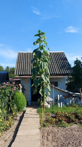Помидор весом в килограмм! И это не предел − белорусы хвастаются гигантскими дарами лета Помидор весом в килограмм! И это не предел − белорусы хвастаются гигантскими дарами лета