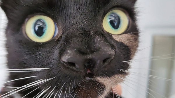 В Британии нашли кошку с двумя носами В Британии нашли кошку с двумя носами