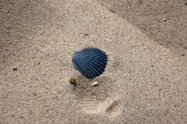 Рассказываем, за какие «пляжные сувениры» может грозить крупный штраф Рассказываем, за какие «пляжные сувениры» может грозить крупный штраф