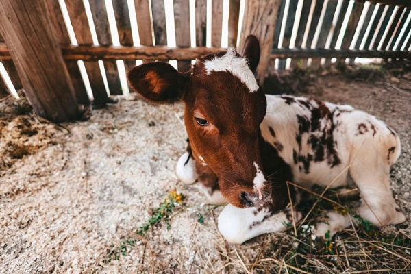 Показали первые фото со съемок фильма по мотивам «Простоквашино» Показали первые фото со съемок фильма по мотивам «Простоквашино»