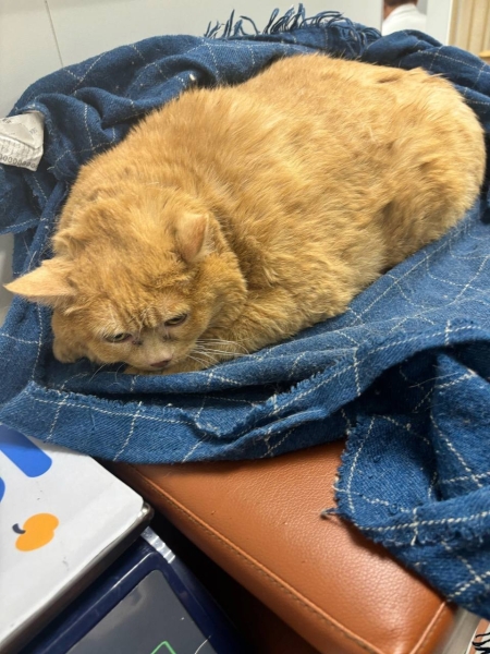 Бездомного кота откормили до 17 кг, он не может ходить Бездомного кота откормили до 17 кг, он не может ходить