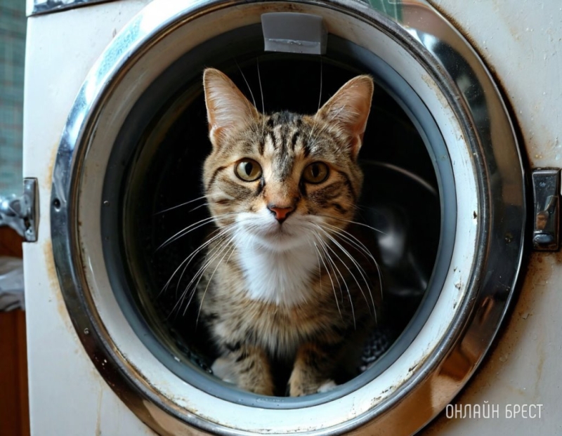 Кот чудом выжил после полного цикла стирки в машинке Кот чудом выжил после полного цикла стирки в машинке