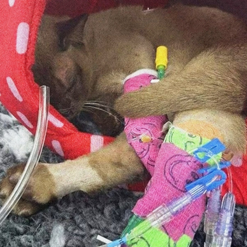 Этот кот пережил часовую стирку в машинке Этот кот пережил часовую стирку в машинке