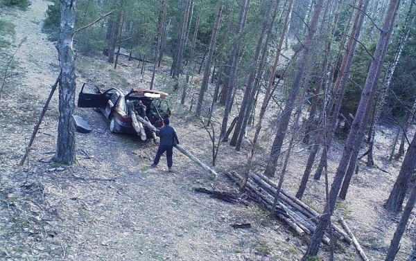 В Пинском районе в объектив фотоловушки попал дровосек-нелегал В Пинском районе в объектив фотоловушки попал дровосек-нелегал