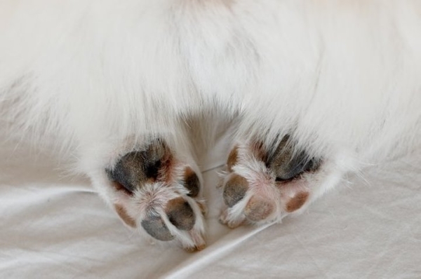 Мужчина пнул пробегавшего мимо шпица, за что его хозяин ударил обидчика Мужчина пнул пробегавшего мимо шпица, за что его хозяин ударил обидчика