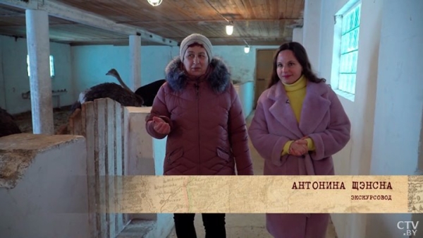 Африканские страусы нашли райское место на Брестчине. Как разводят экзотических птиц Африканские страусы нашли райское место на Брестчине. Как разводят экзотических птиц